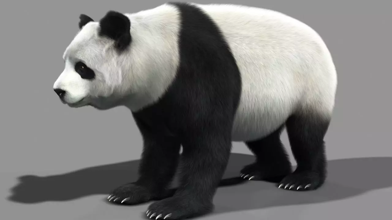 Panda A bear 3D model_0
