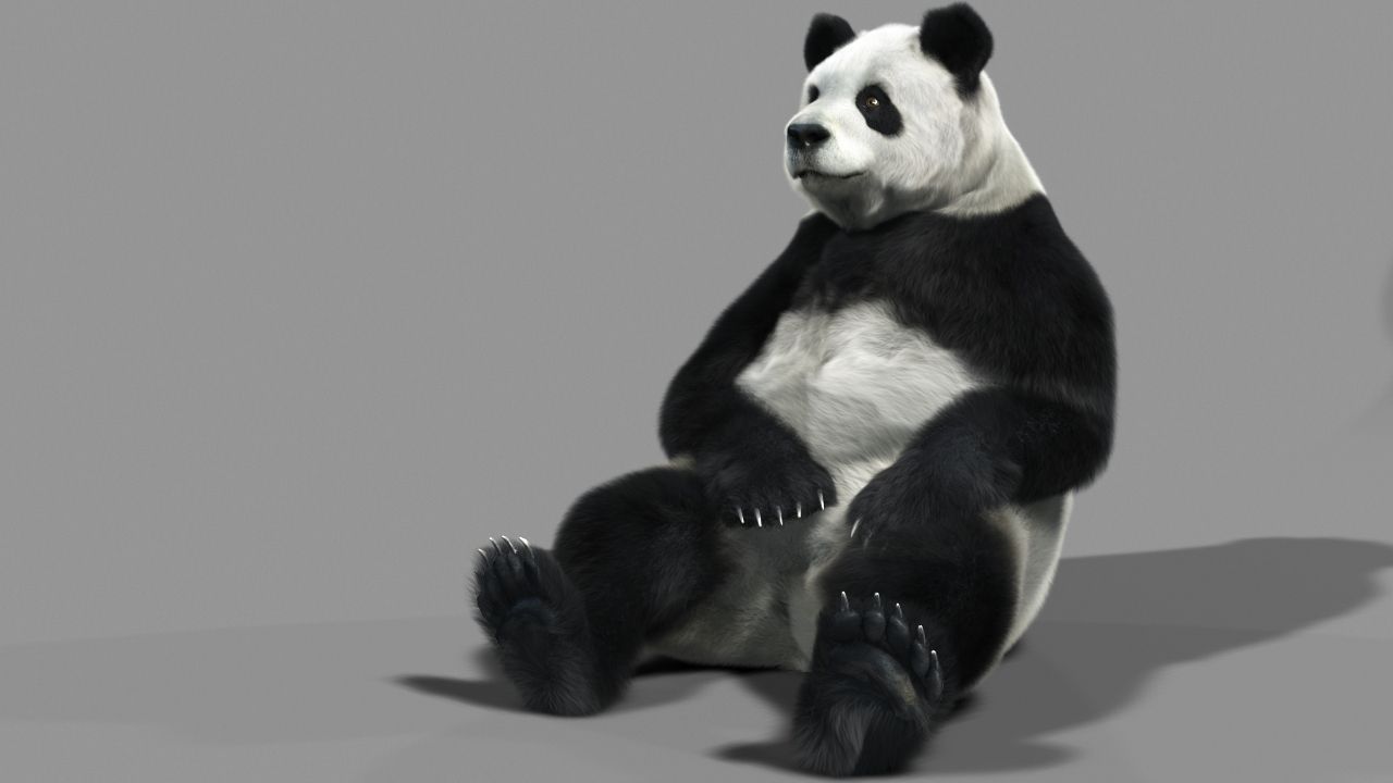 Panda A bear 3D model_1