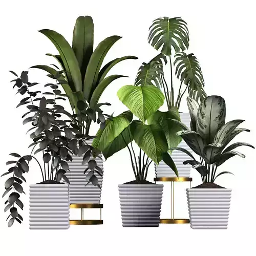 Plants collection 3 potted pots