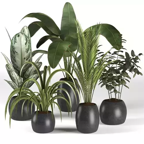 Plants collection 4 group of in pots