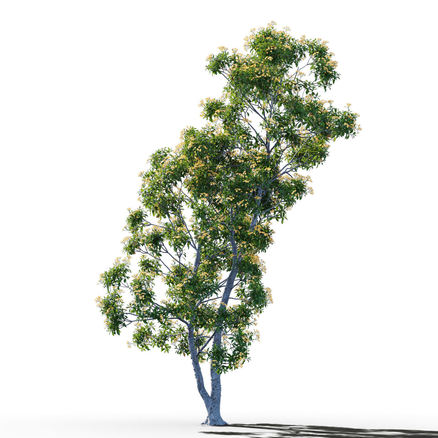 Hymenosporum flavum op3 3D model_3