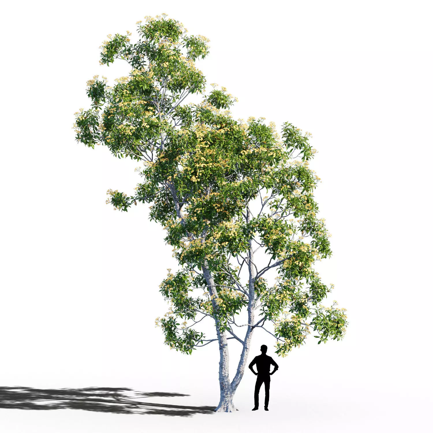 Hymenosporum flavum op3 3D model_0