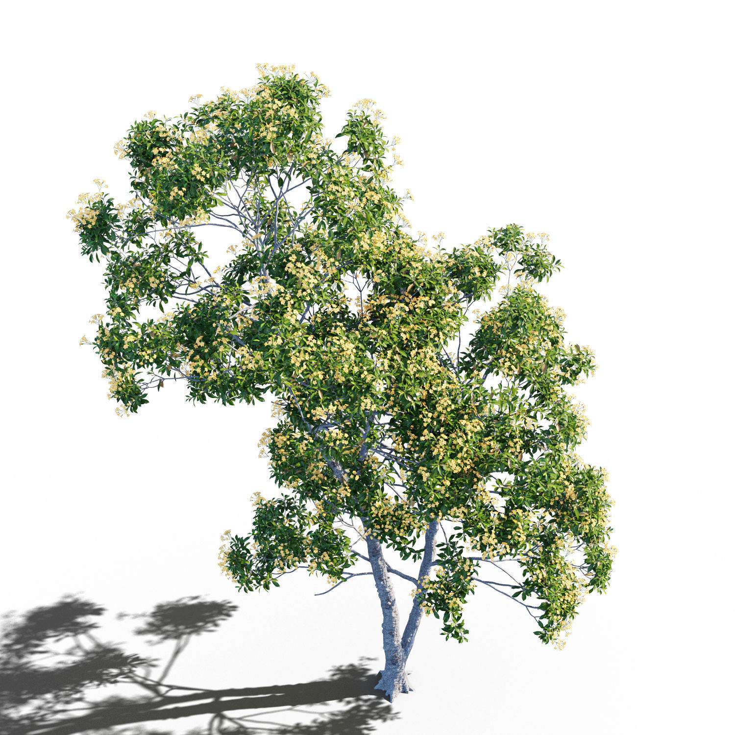 Hymenosporum flavum op3 3D model_2