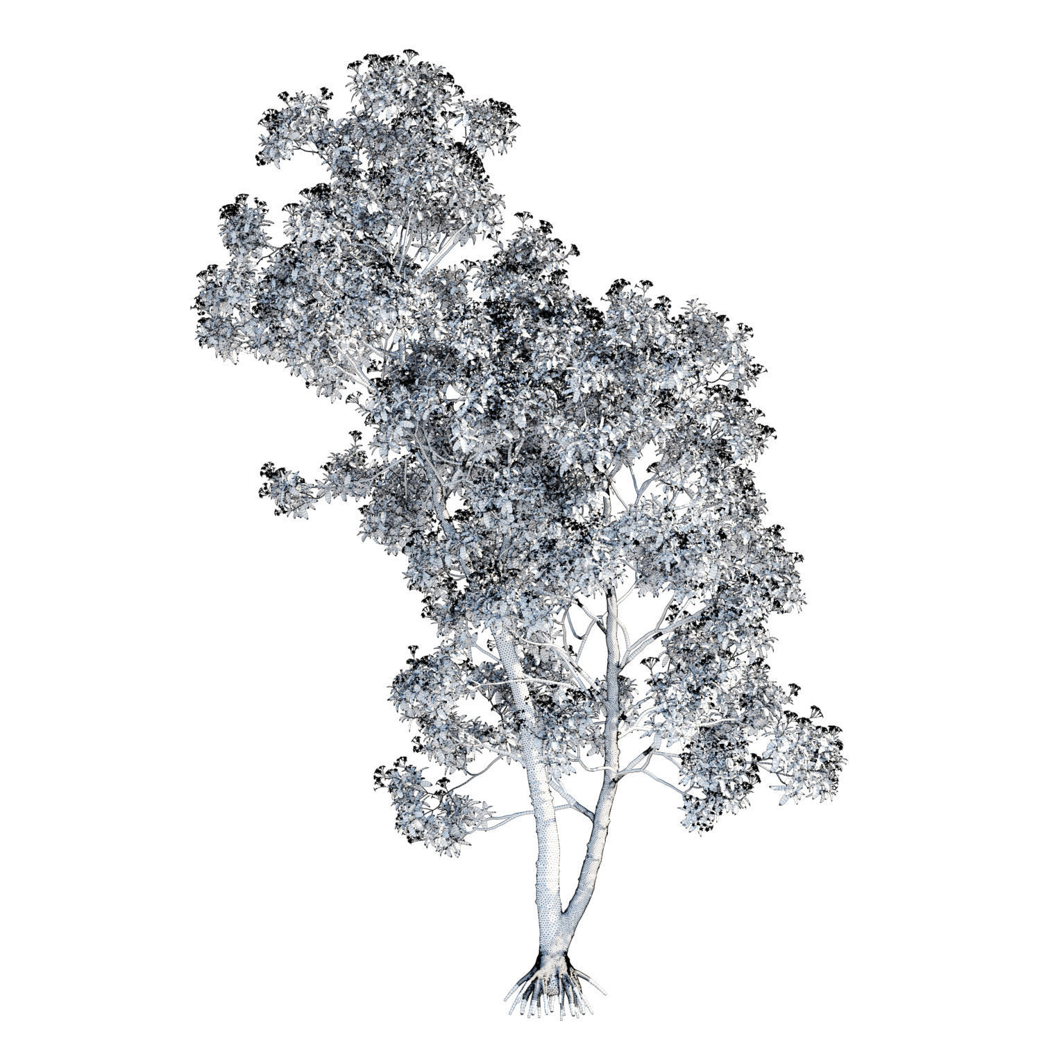 Hymenosporum flavum op3 3D model_4