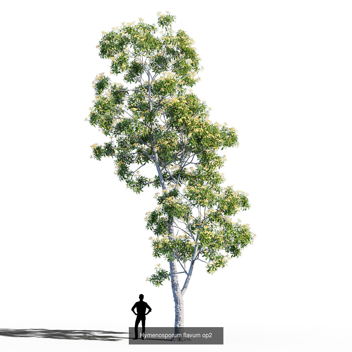 Hymenosporum flavum collection _5