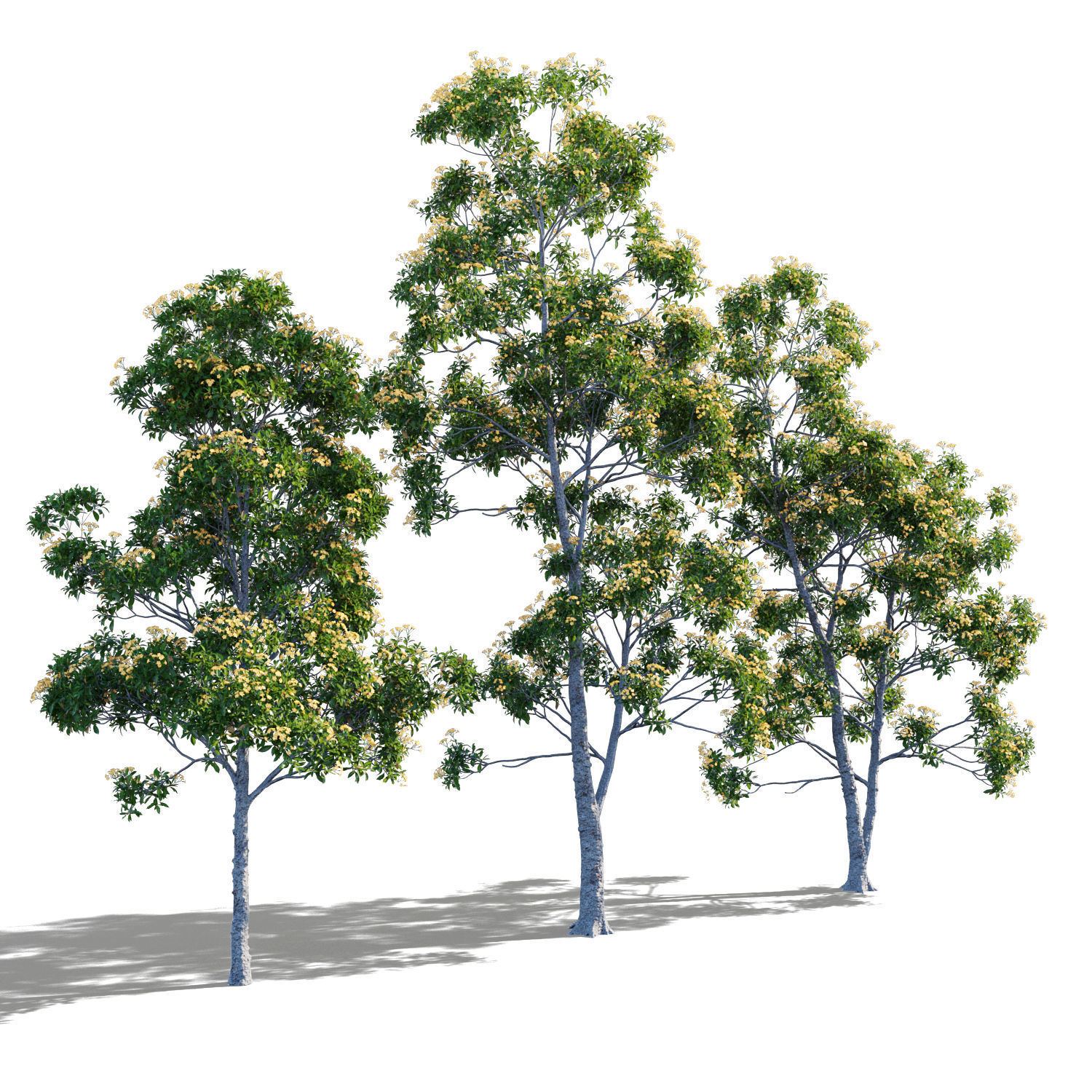 Hymenosporum flavum collection _2