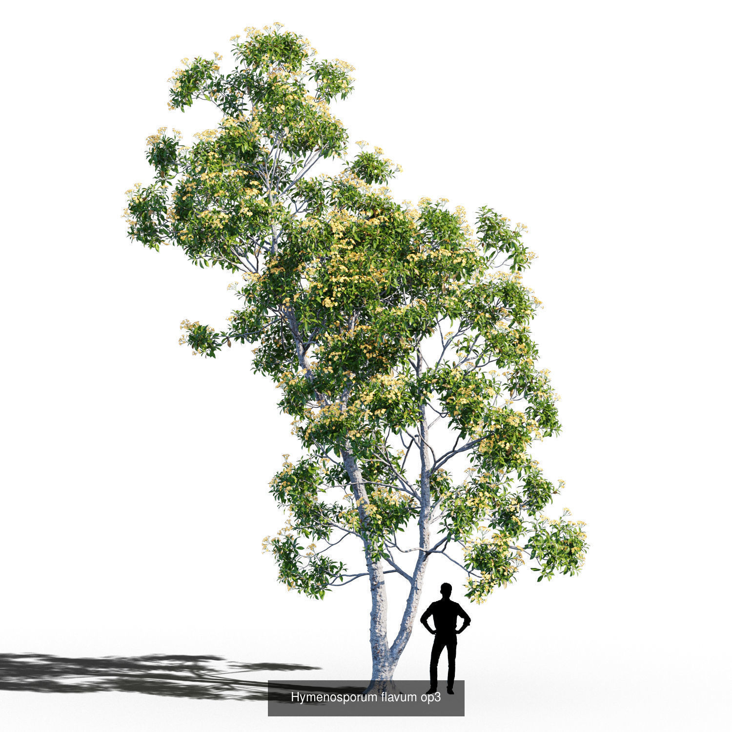 Hymenosporum flavum collection _6