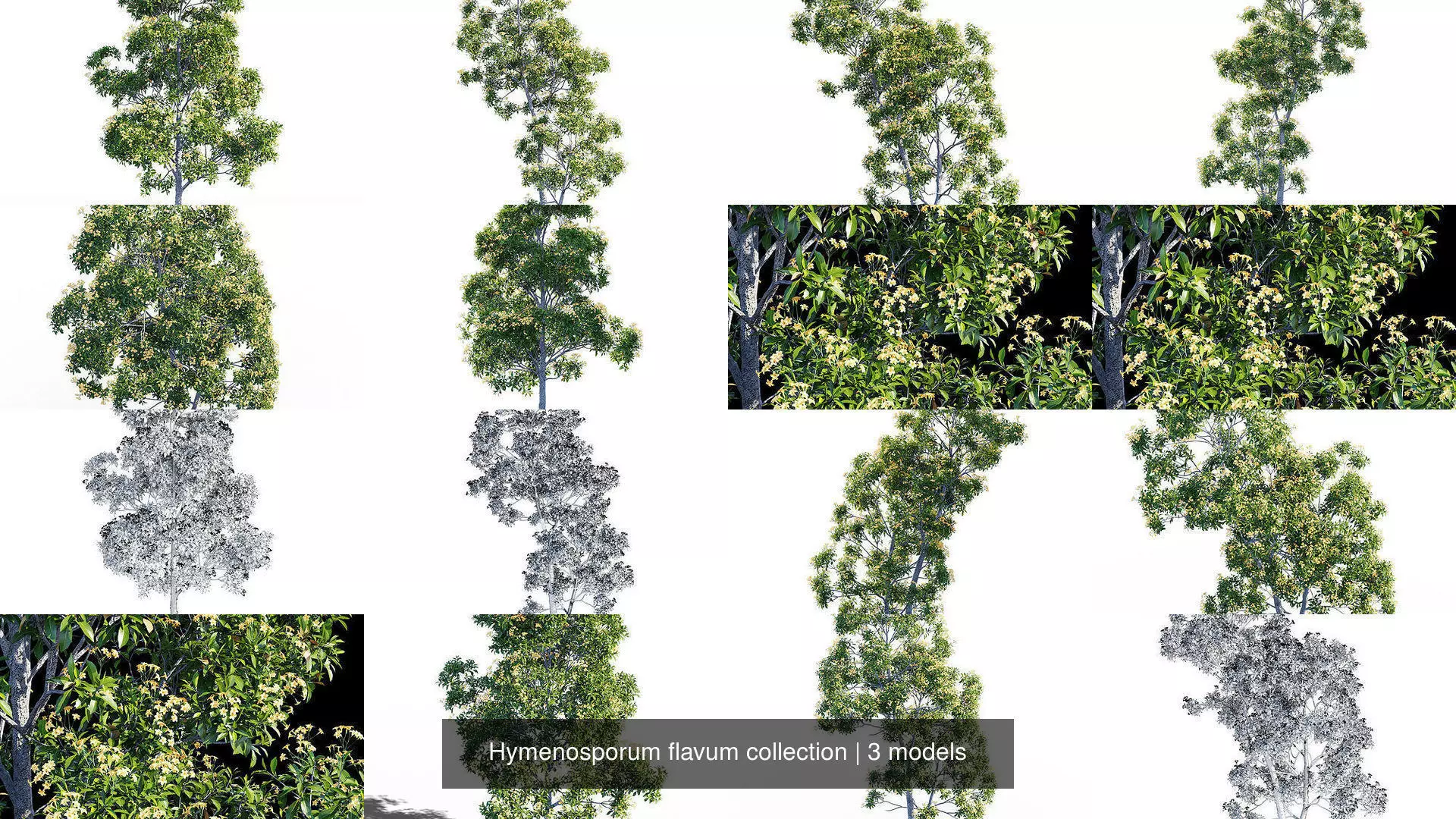 Hymenosporum flavum collection _1