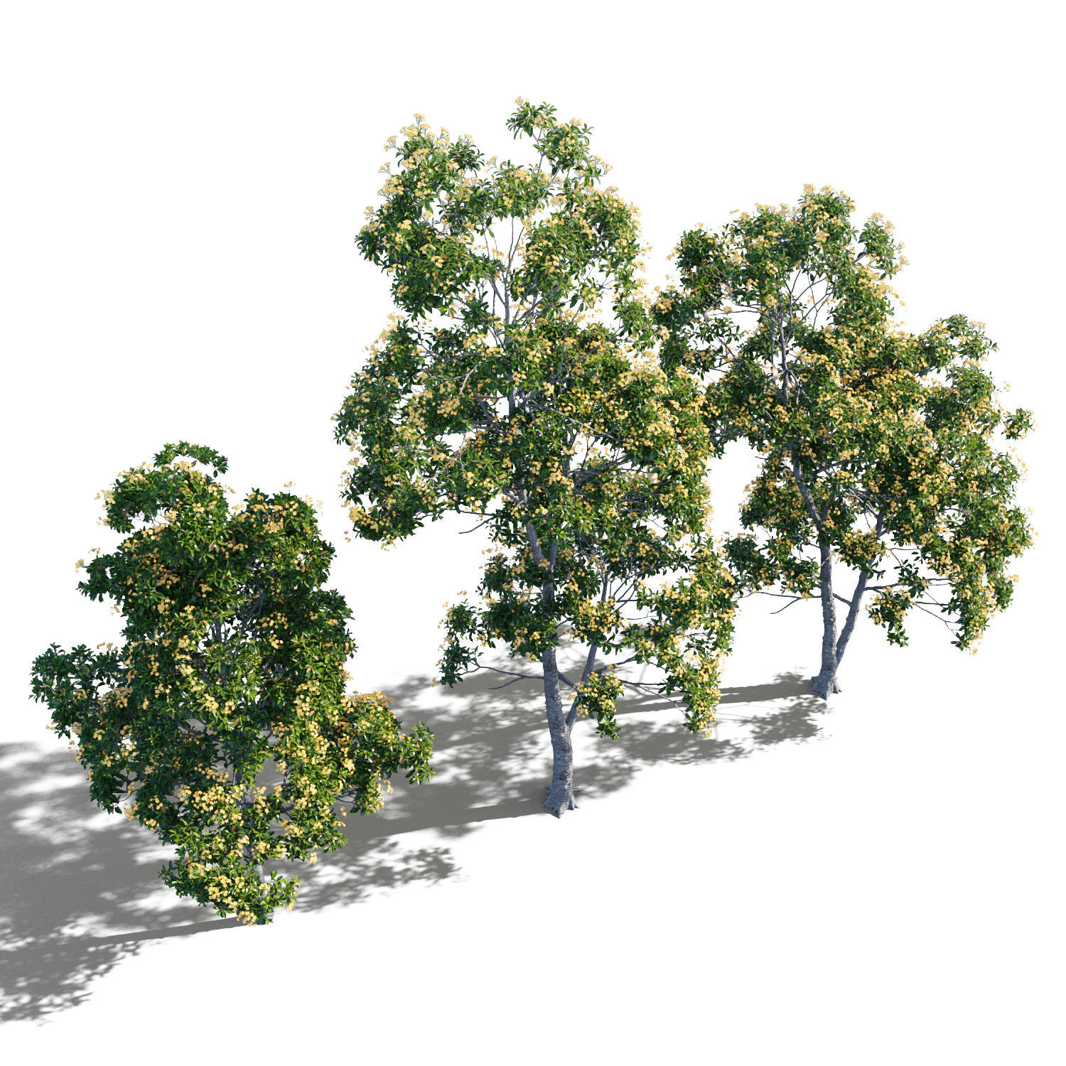 Hymenosporum flavum collection _3