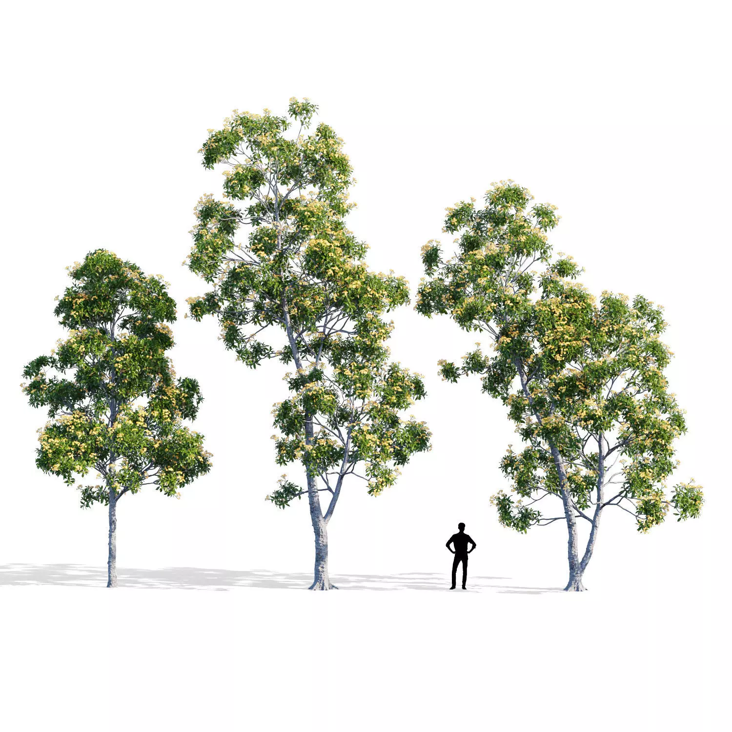 Hymenosporum flavum collection _0