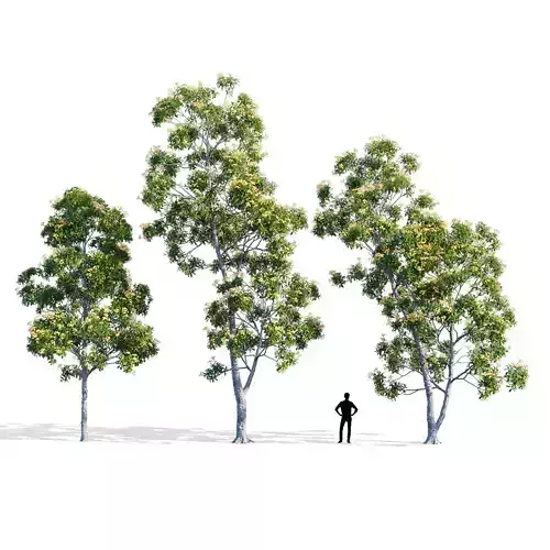 Hymenosporum flavum collection 