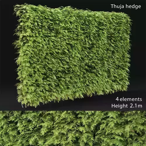 Thuja hedge 03 H210cm 3D model