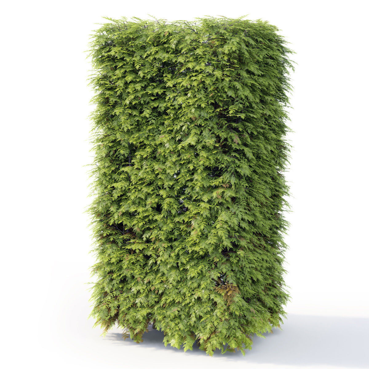 Thuja hedge 03 H210cm 3D model_4