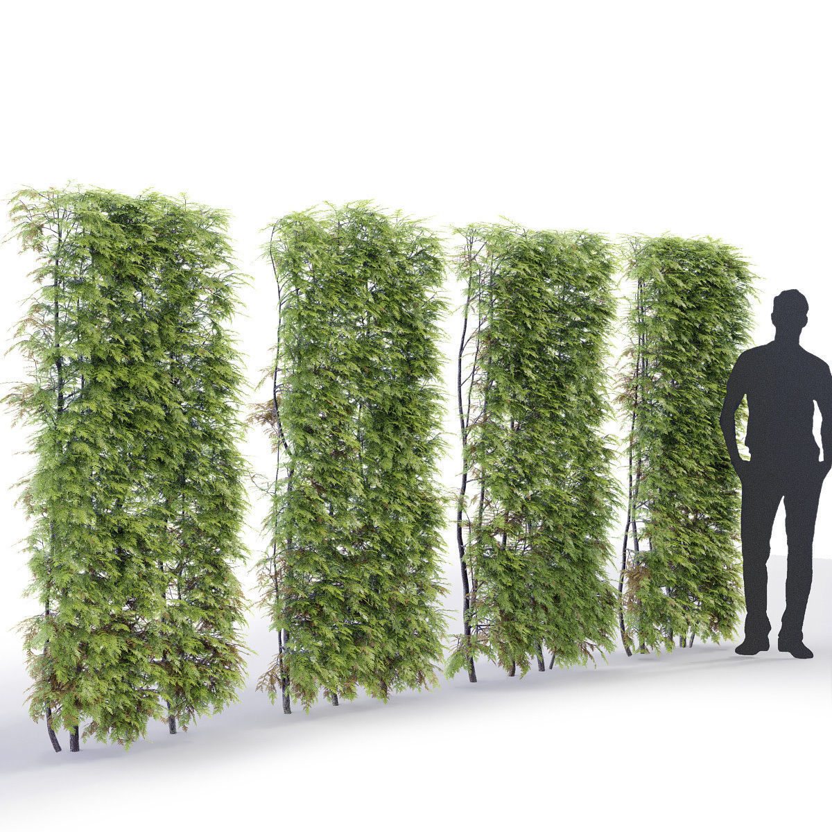Thuja hedge 03 H210cm 3D model_3