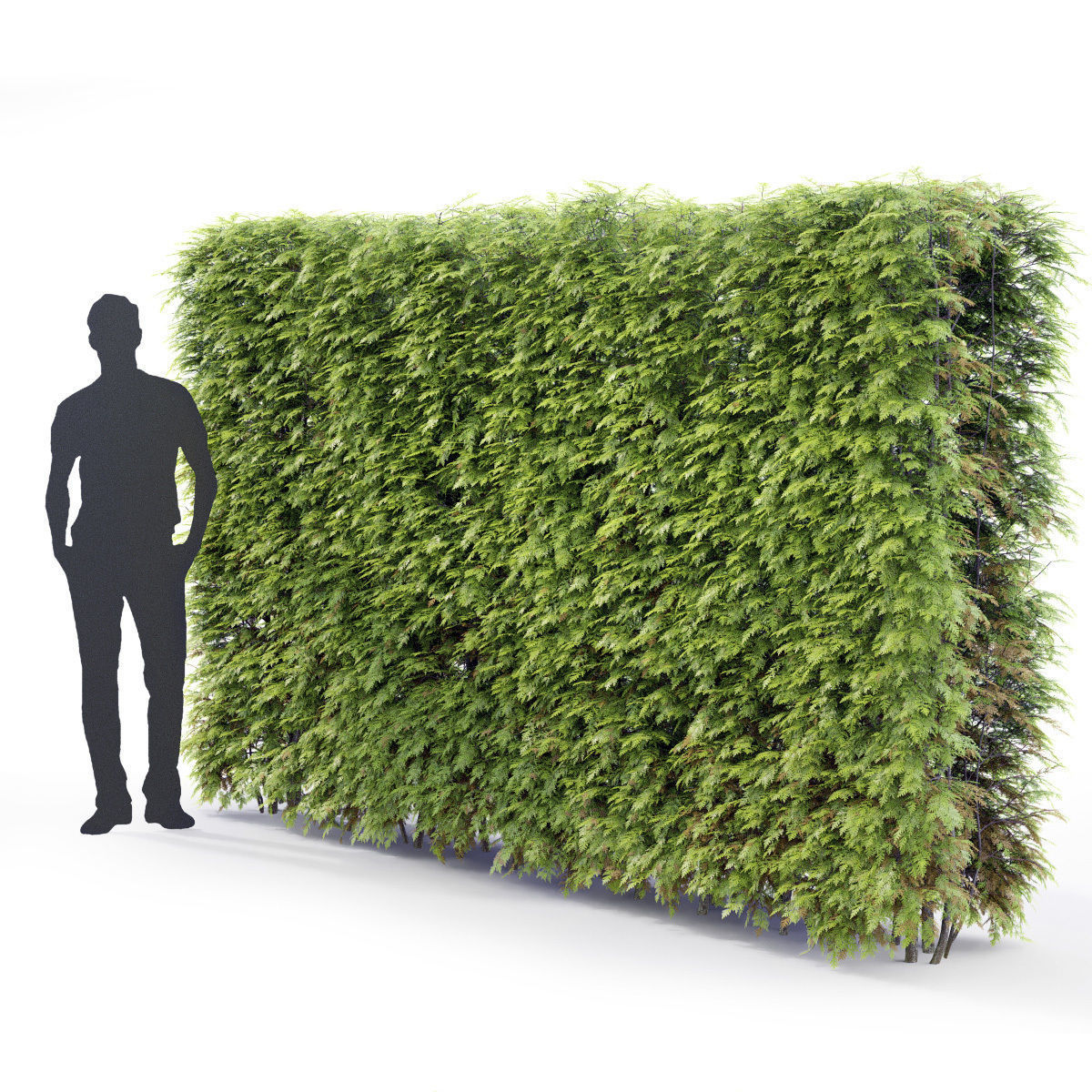 Thuja hedge 03 H210cm 3D model_1