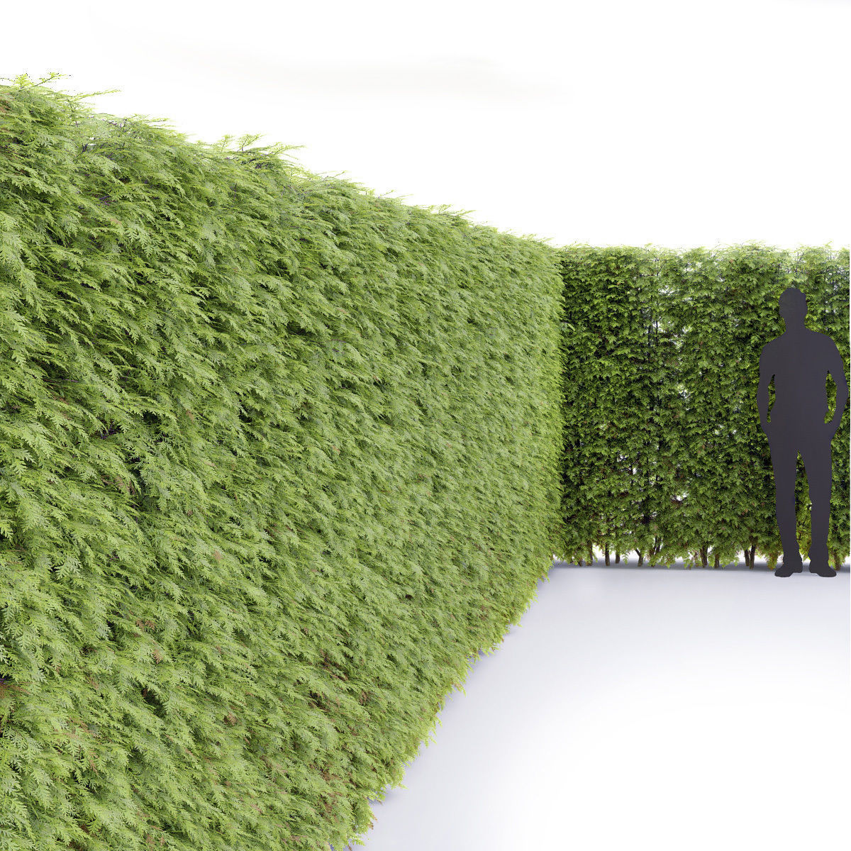 Thuja hedge 03 H210cm 3D model_2