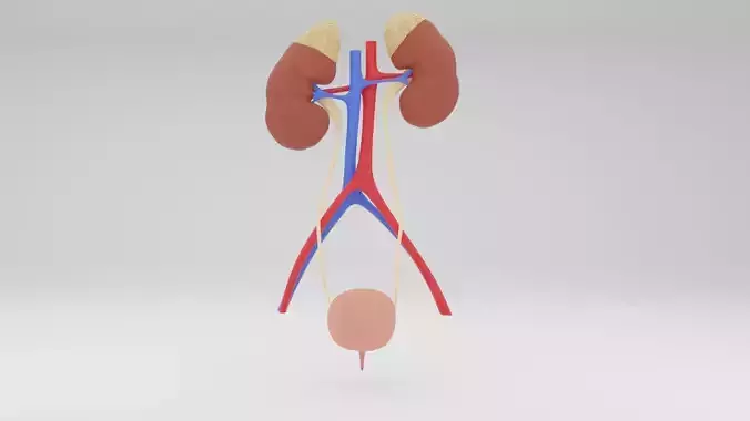 Urinary System Anatomy illustration Low-poly 3D model