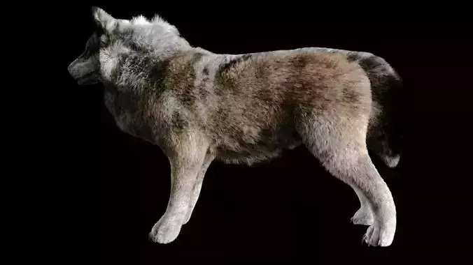 Lobo con piel realista  Low-poly 3D model