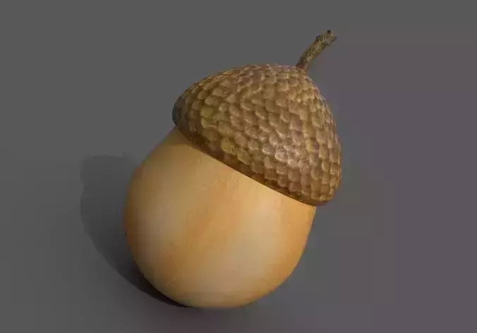 Acorn