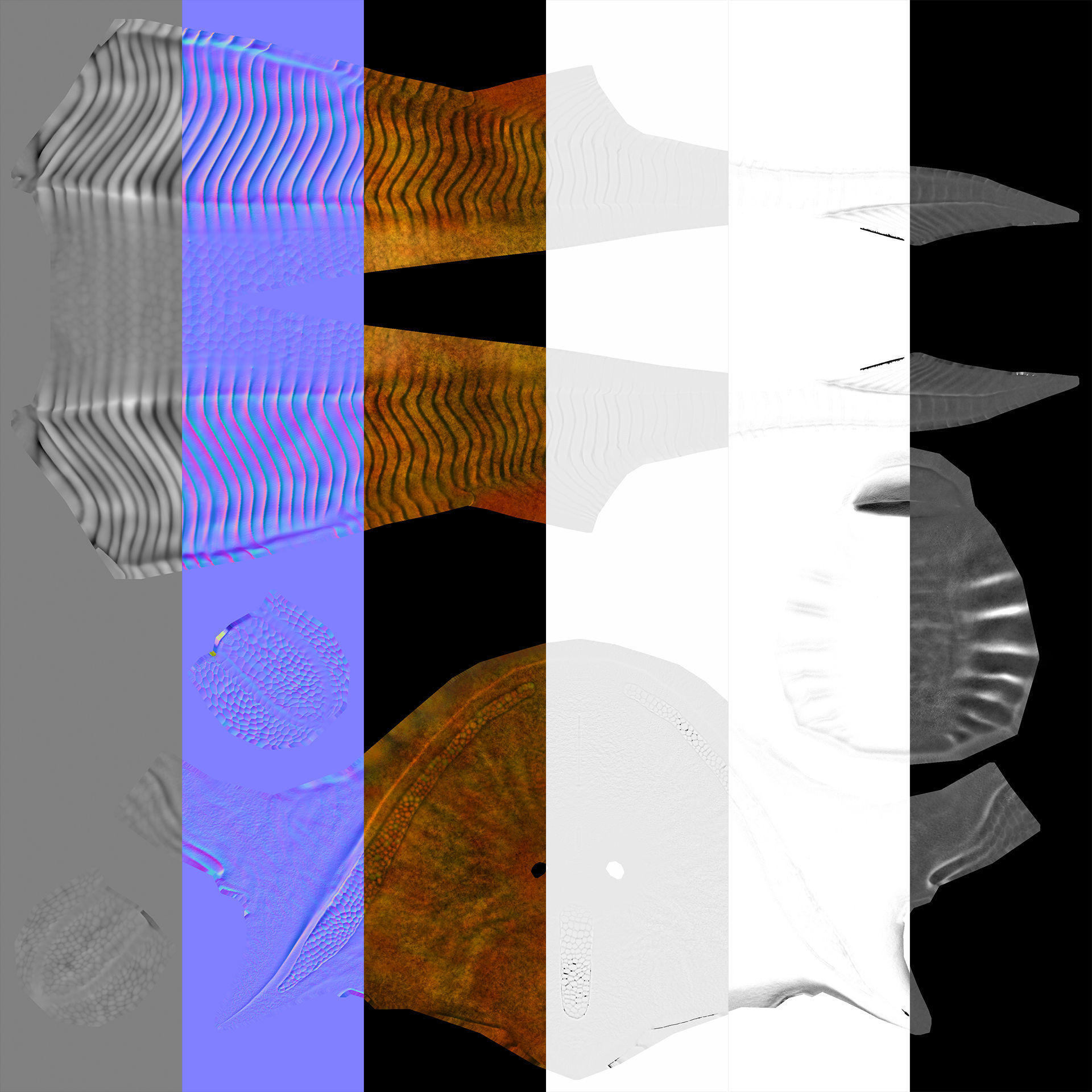 Extinct fishes Low-poly 3D model_10