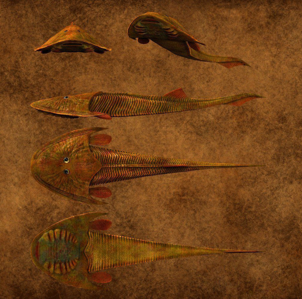 Extinct fishes Low-poly 3D model_8