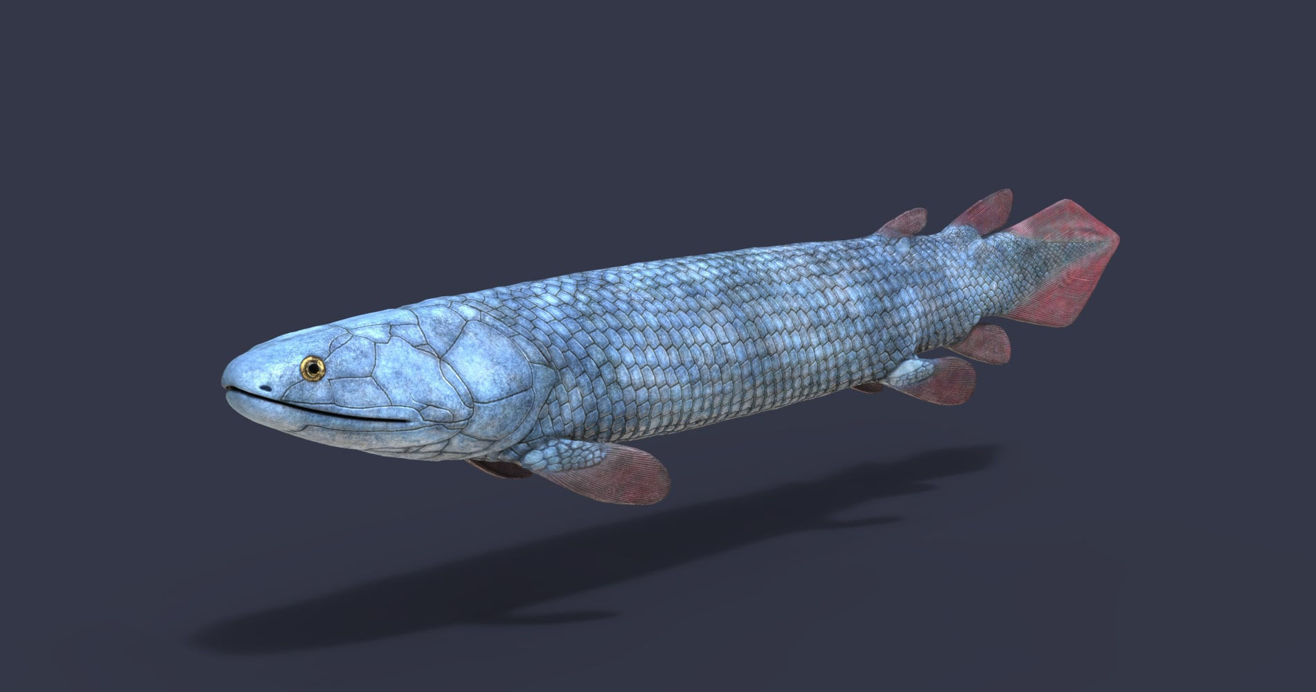 Extinct fishes Low-poly 3D model_14