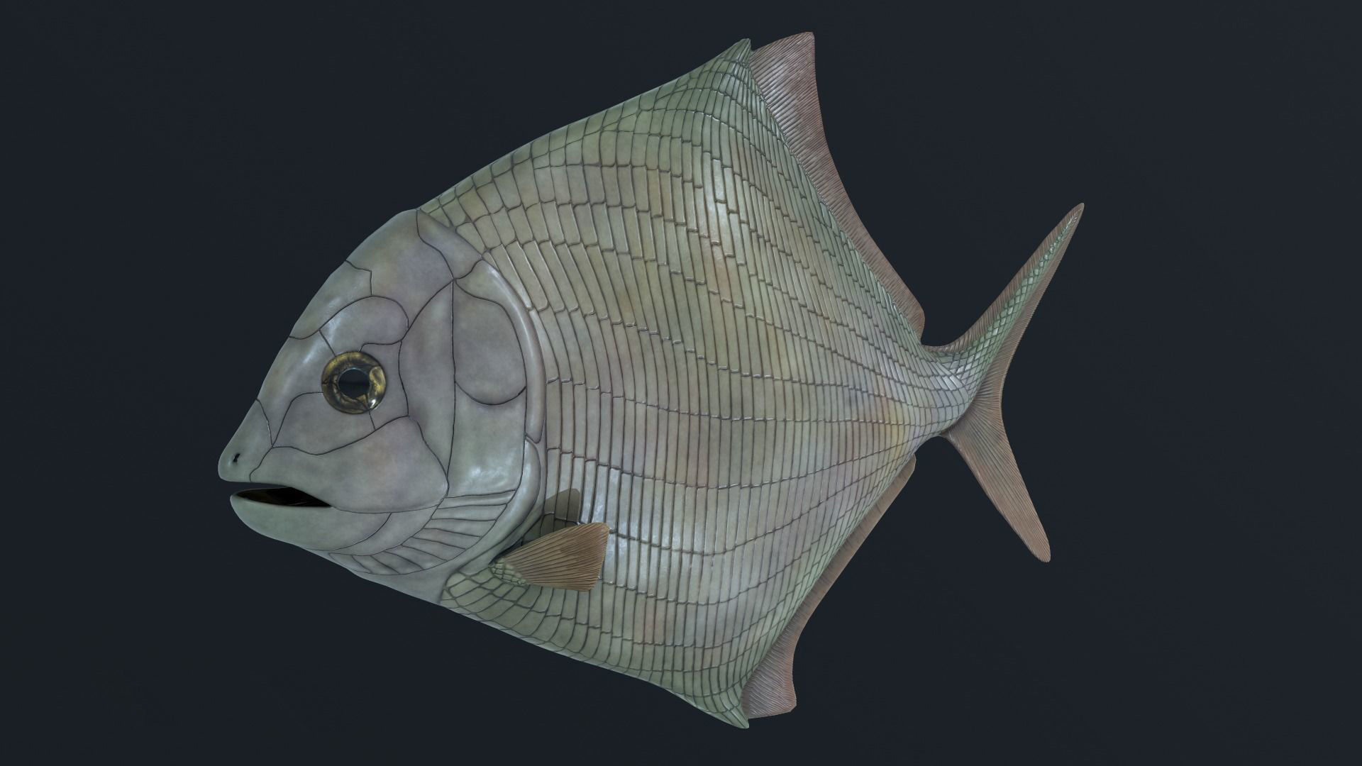 Extinct fishes Low-poly 3D model_4