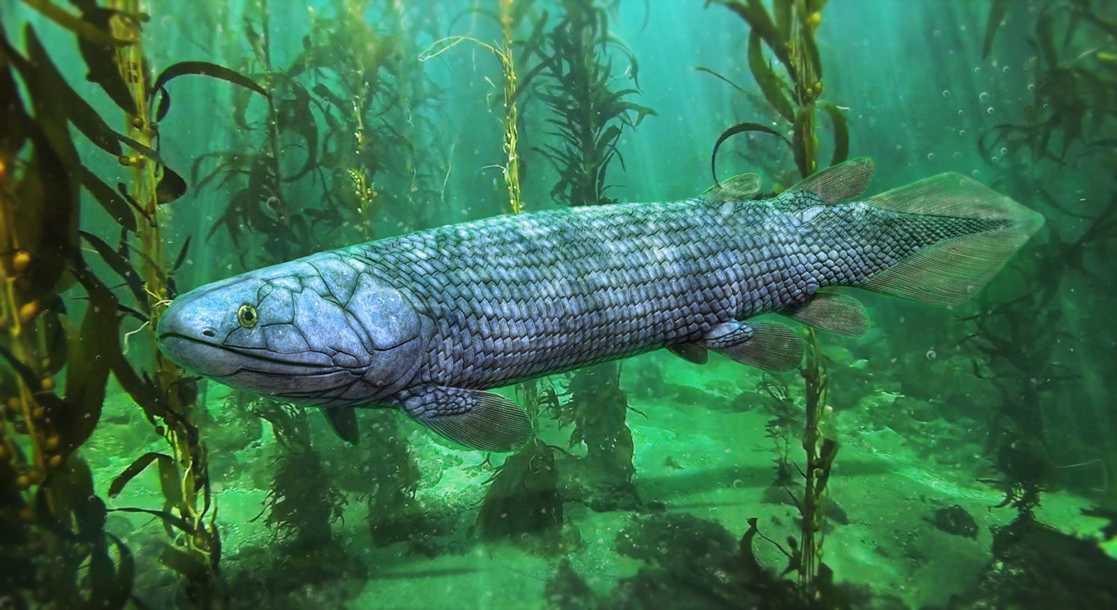 Extinct fishes Low-poly 3D model_13