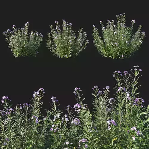 Nerium Oleander Tree 3D model