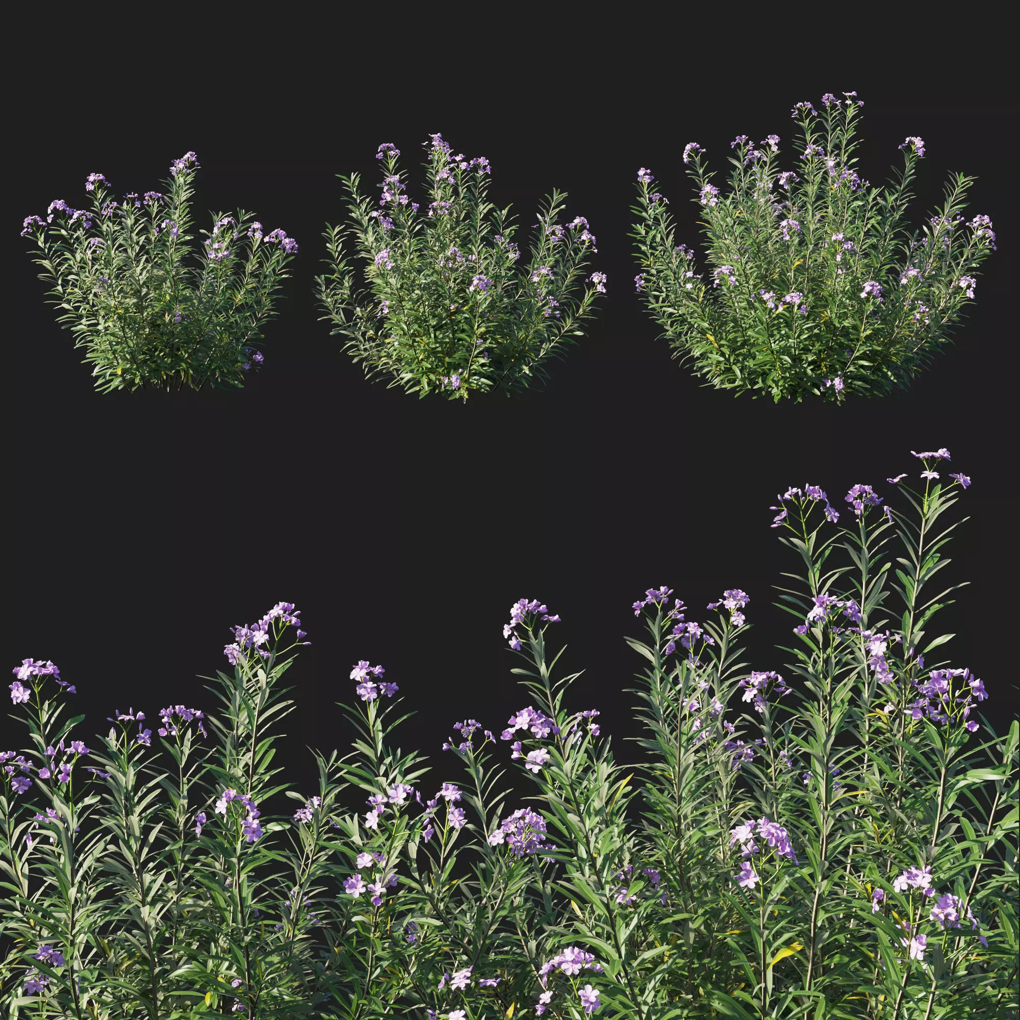 Nerium Oleander Tree 3D model_0