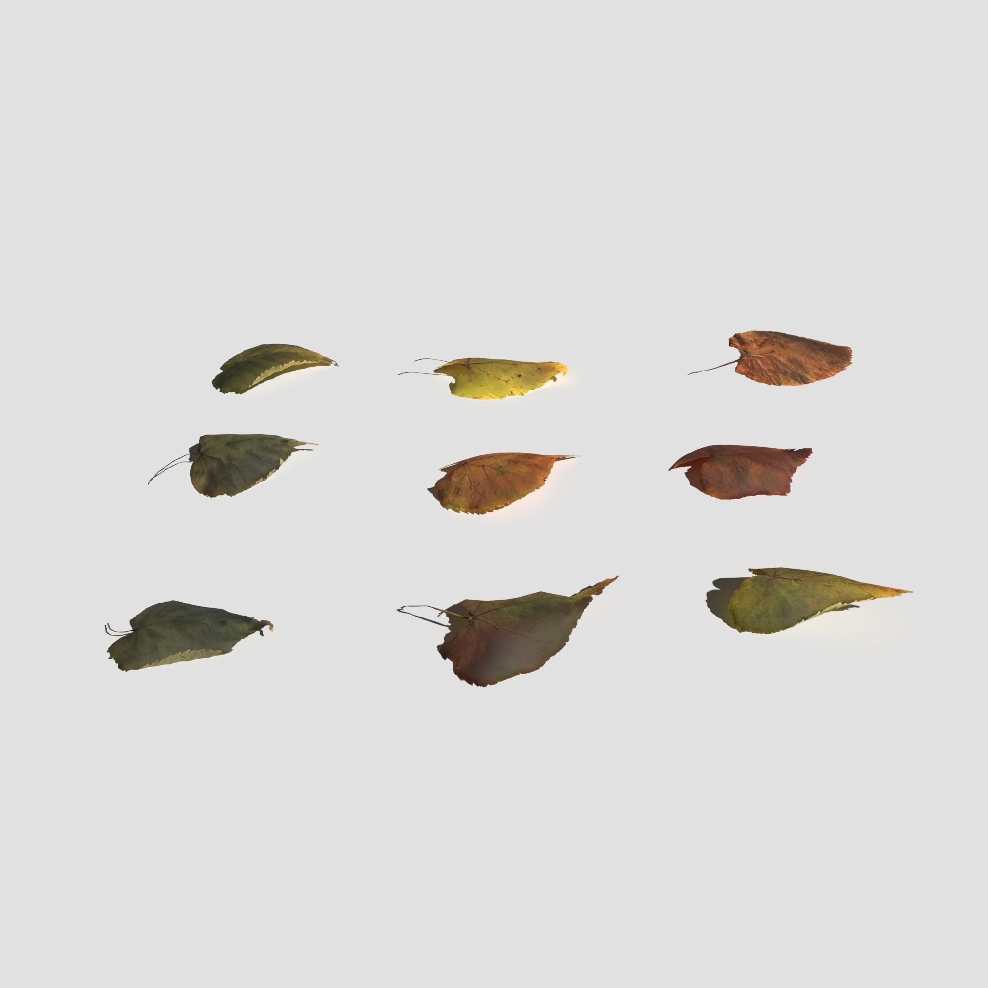 Dry Linden Leaves Pack Low-poly 3D model_14