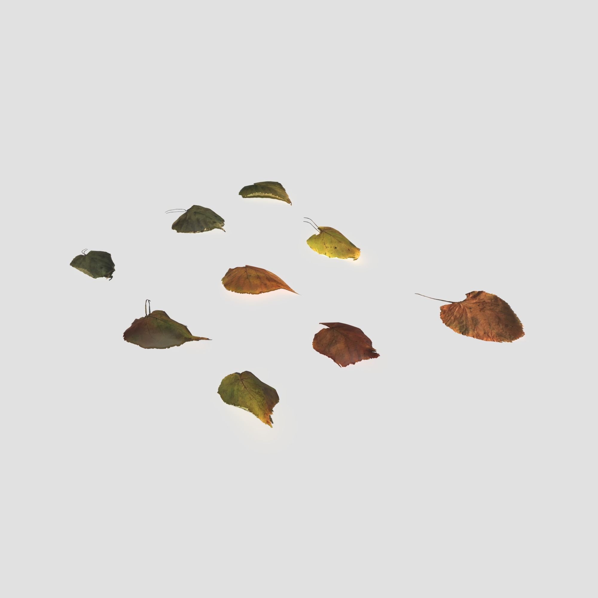 Dry Linden Leaves Pack Low-poly 3D model_15