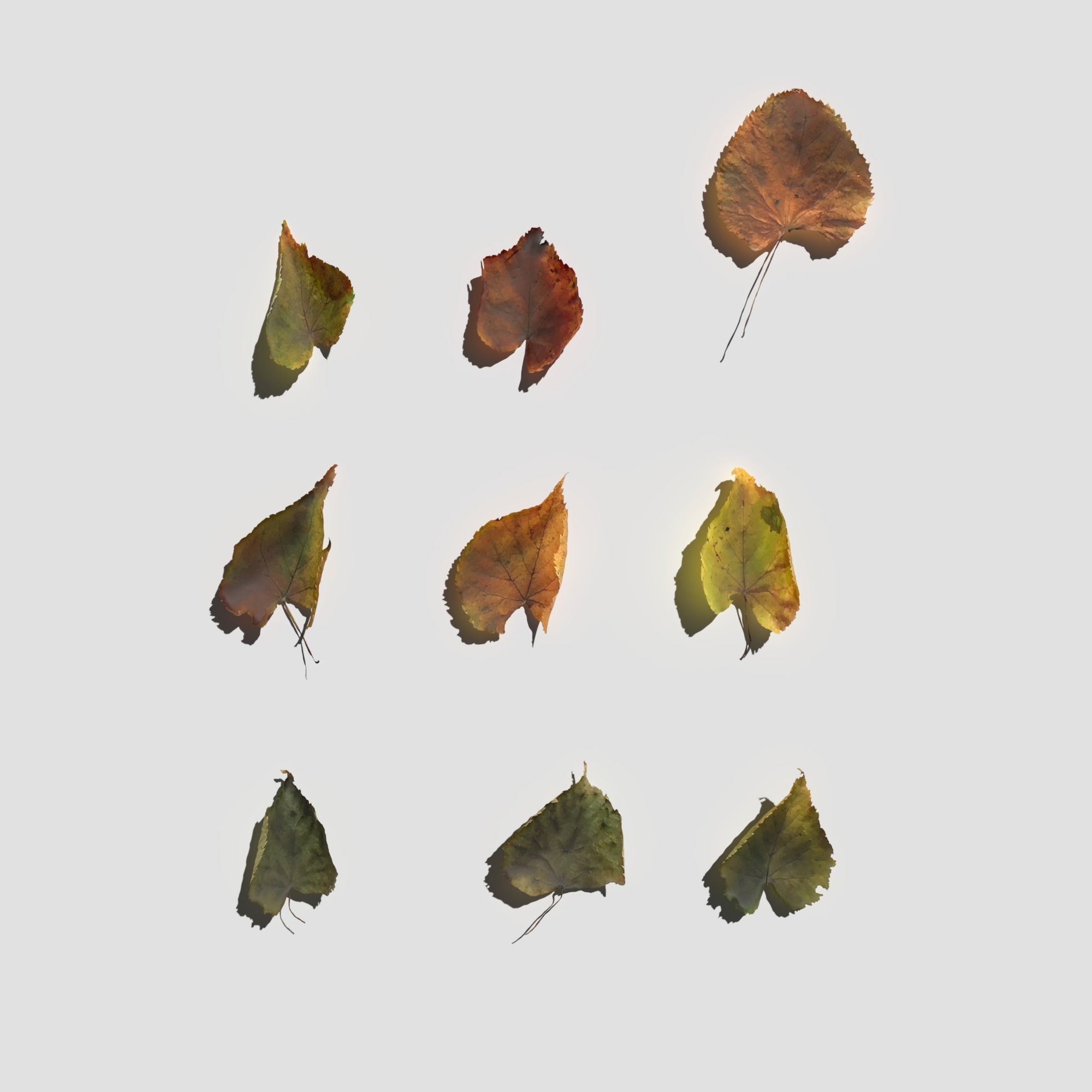Dry Linden Leaves Pack Low-poly 3D model_10