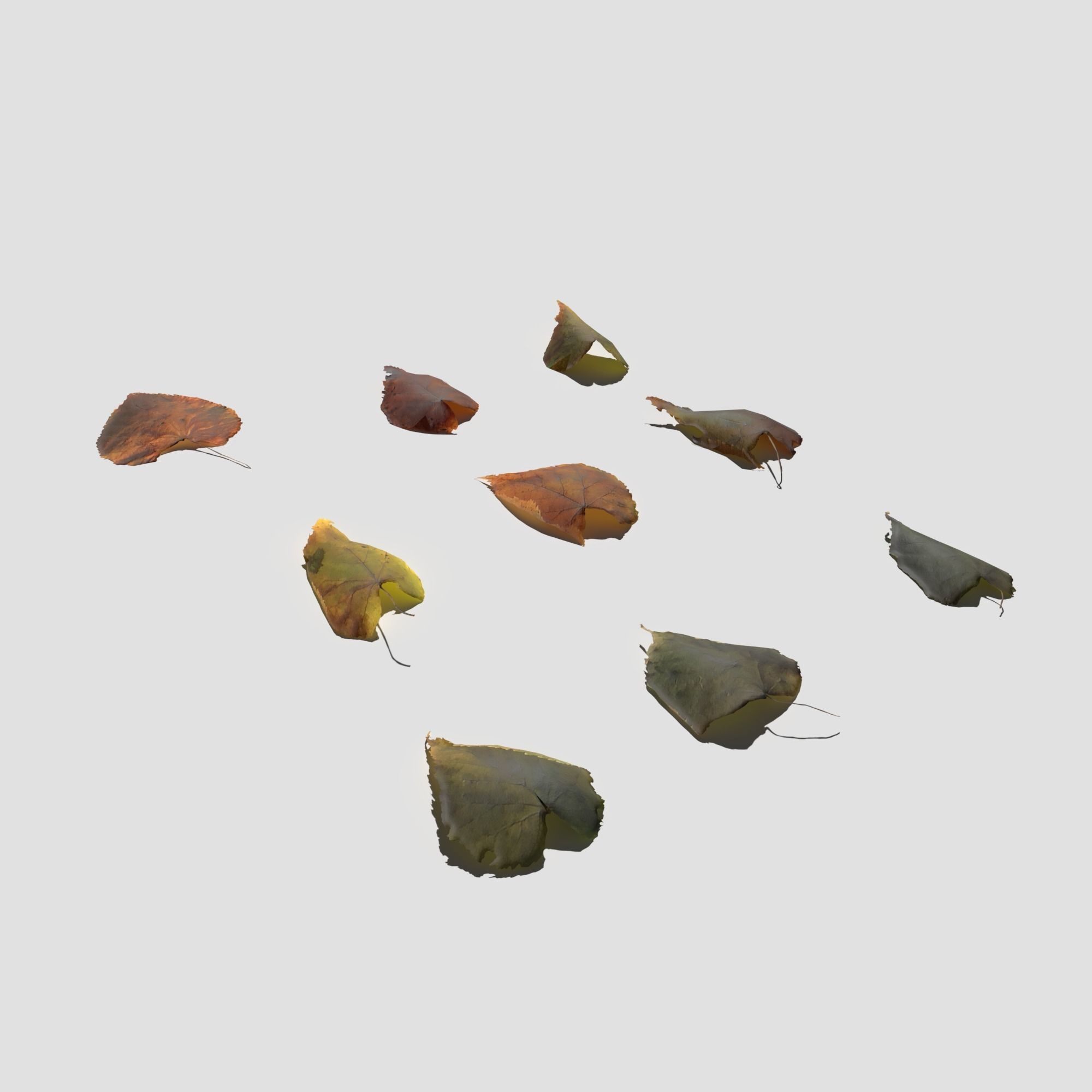 Dry Linden Leaves Pack Low-poly 3D model_11