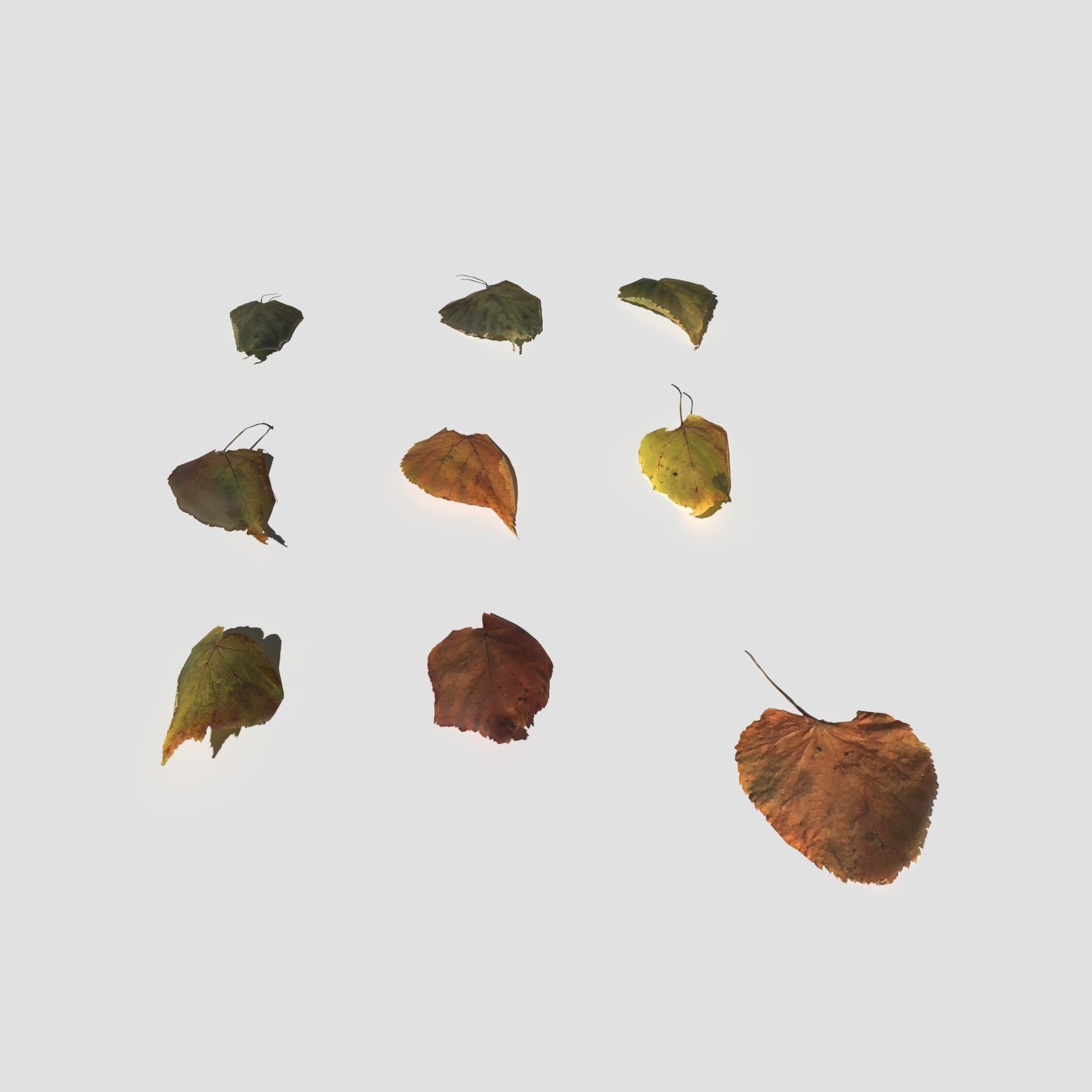 Dry Linden Leaves Pack Low-poly 3D model_16