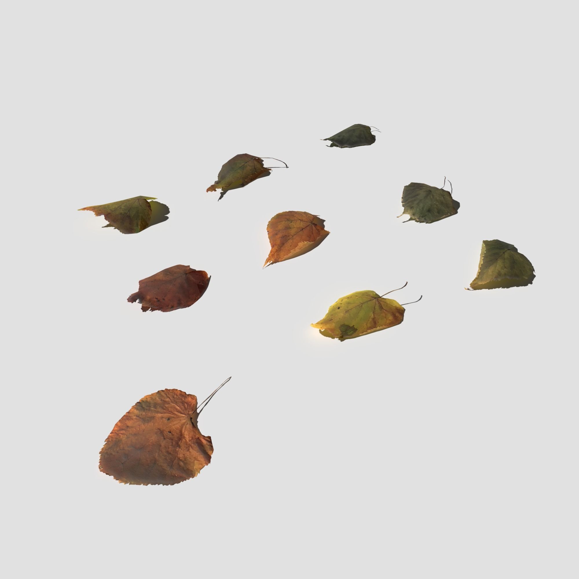 Dry Linden Leaves Pack Low-poly 3D model_17