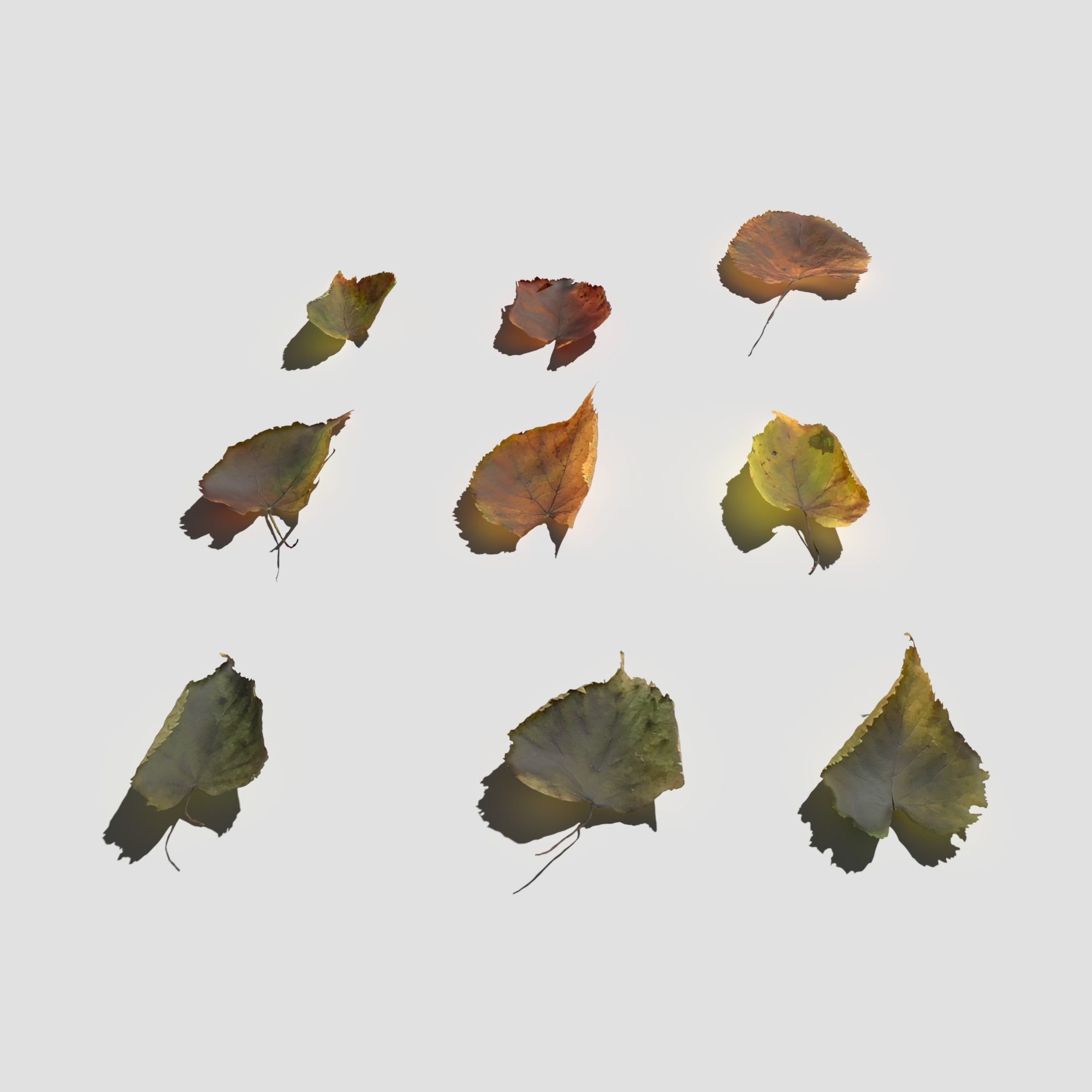 Dry Linden Leaves Pack Low-poly 3D model_3