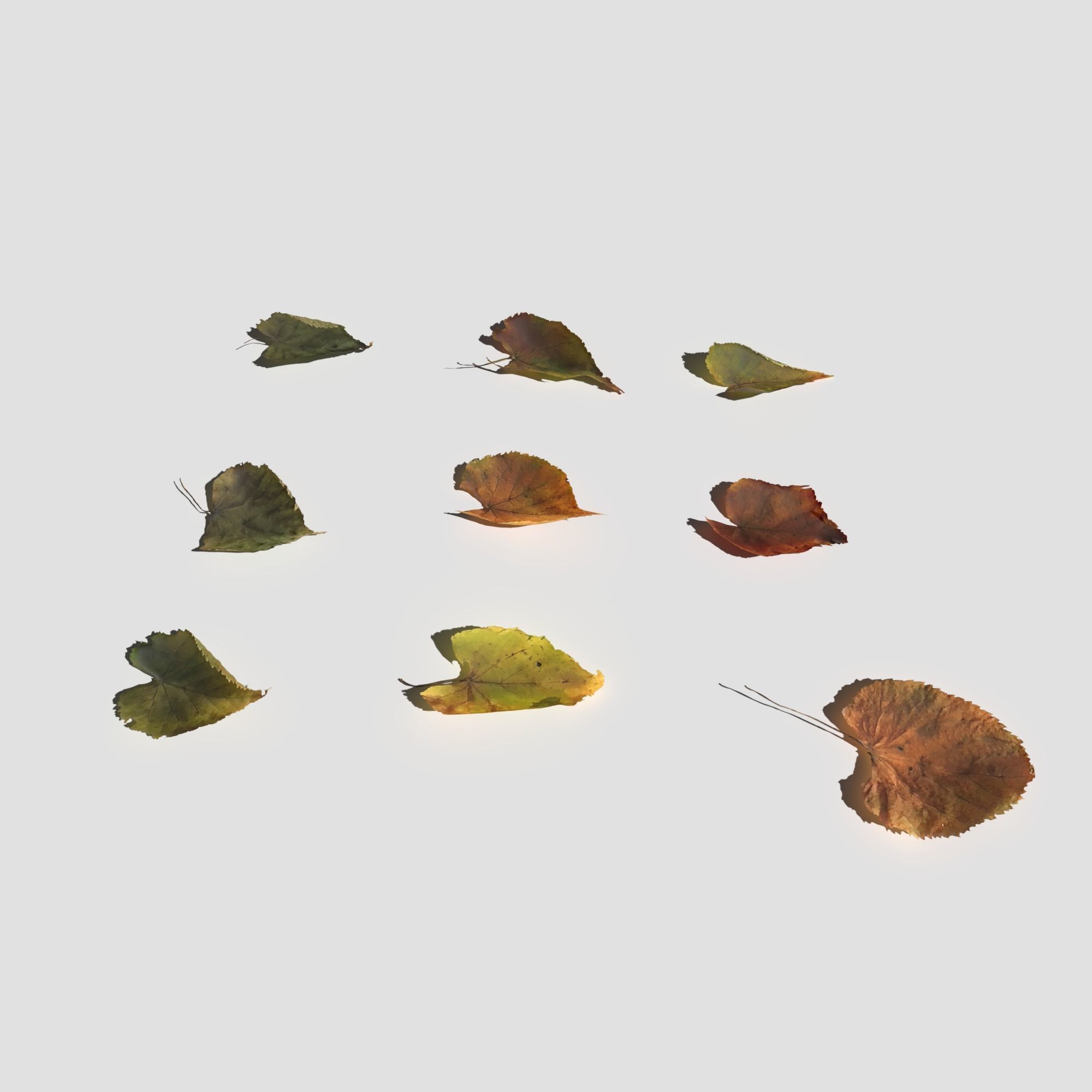 Dry Linden Leaves Pack Low-poly 3D model_5