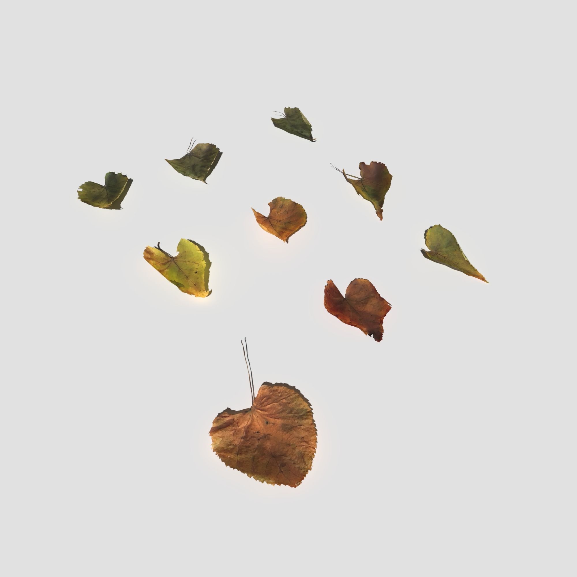 Dry Linden Leaves Pack Low-poly 3D model_6