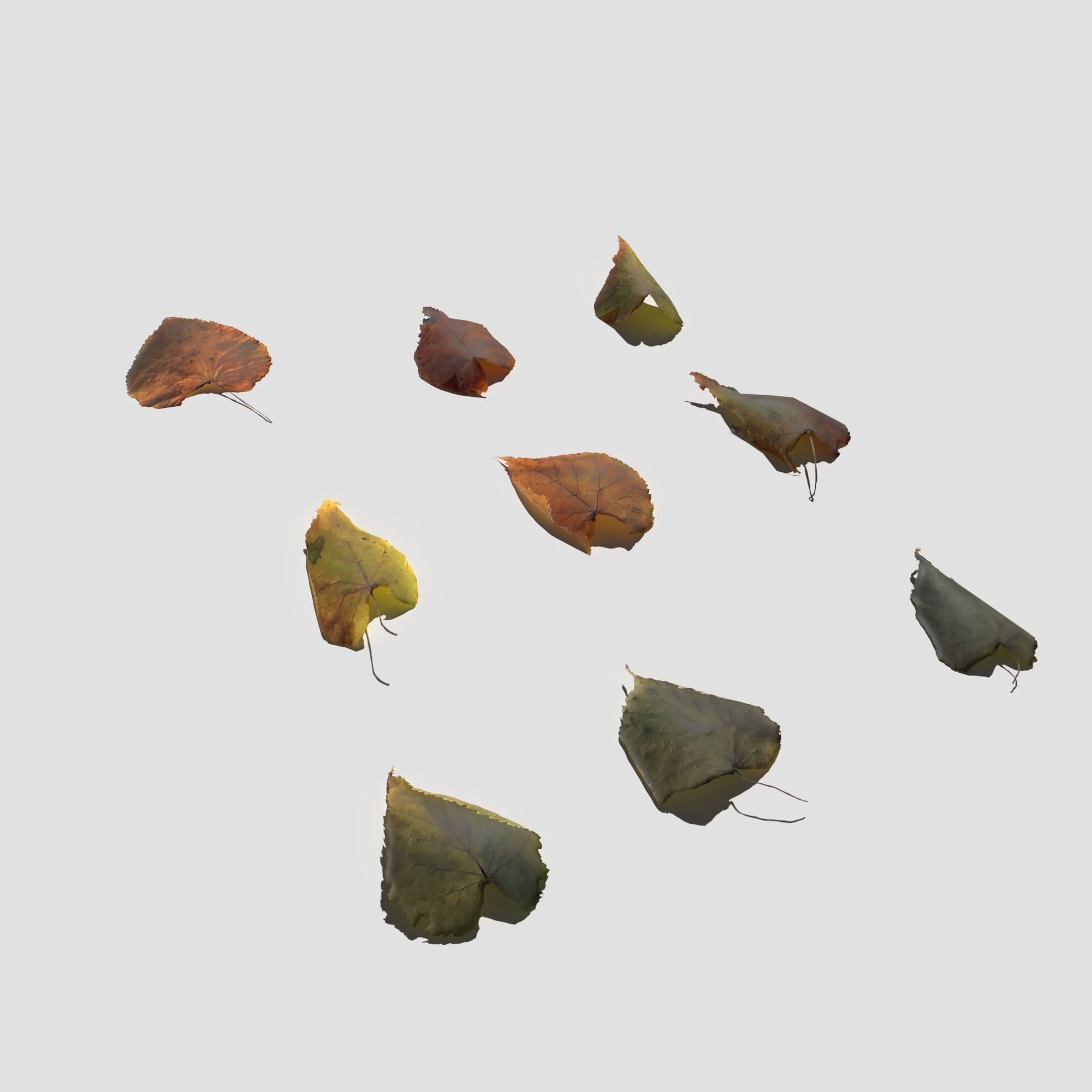 Dry Linden Leaves Pack Low-poly 3D model_19
