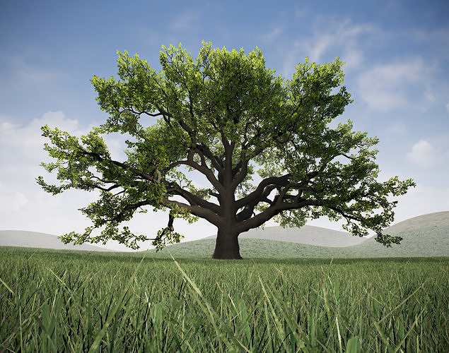 Realistic Broadleaf Oak Trees for games Low-poly 3D model