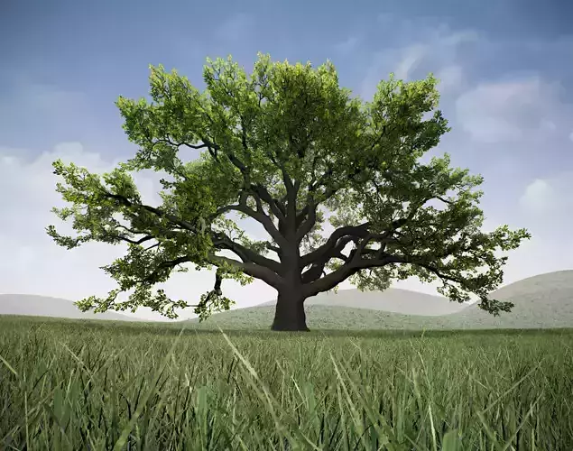 Realistic Broadleaf Oak Trees for games Low-poly 3D model