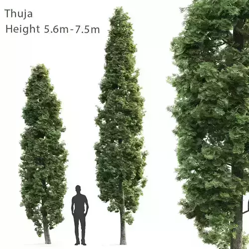 Thuja 02