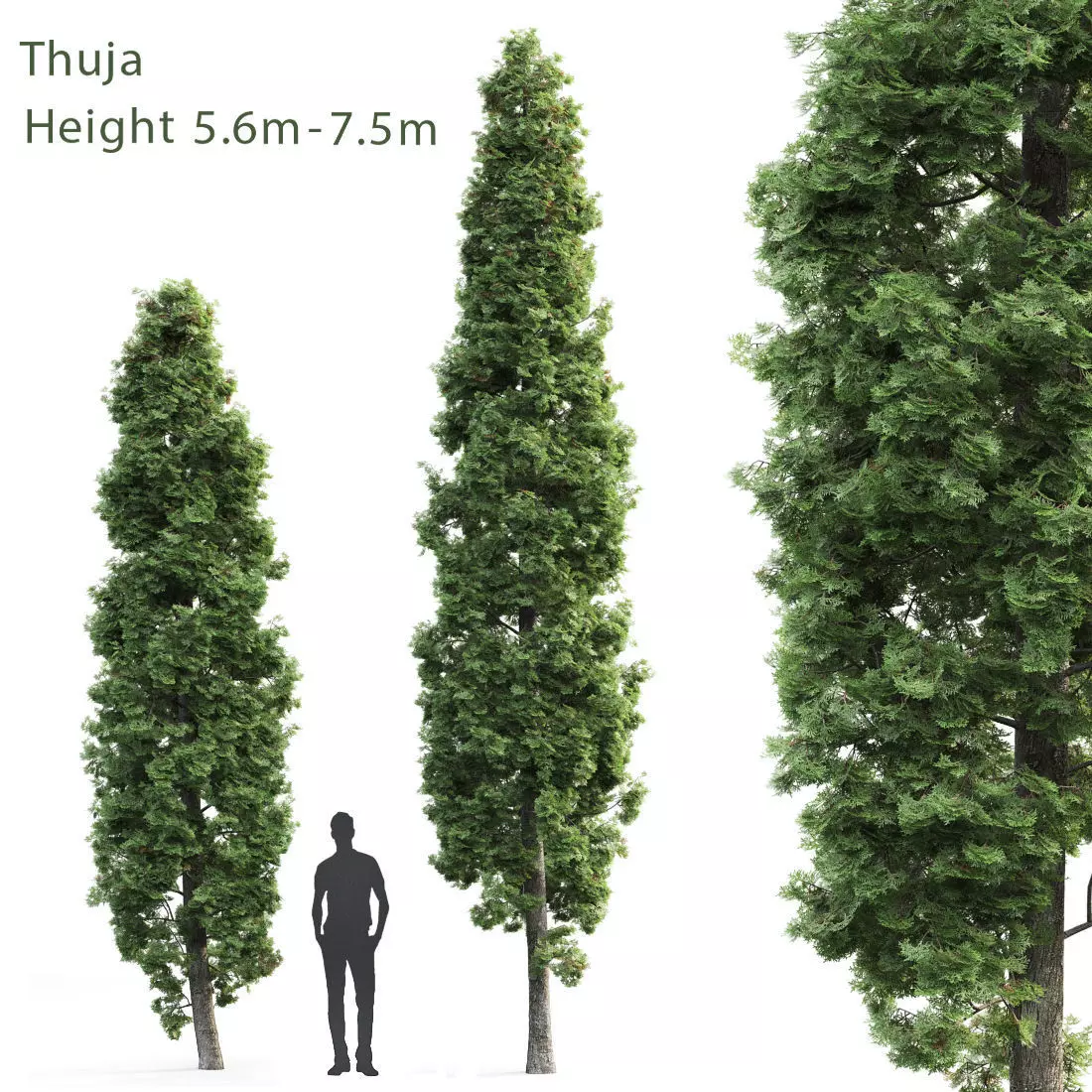 Thuja 02 3D model_0