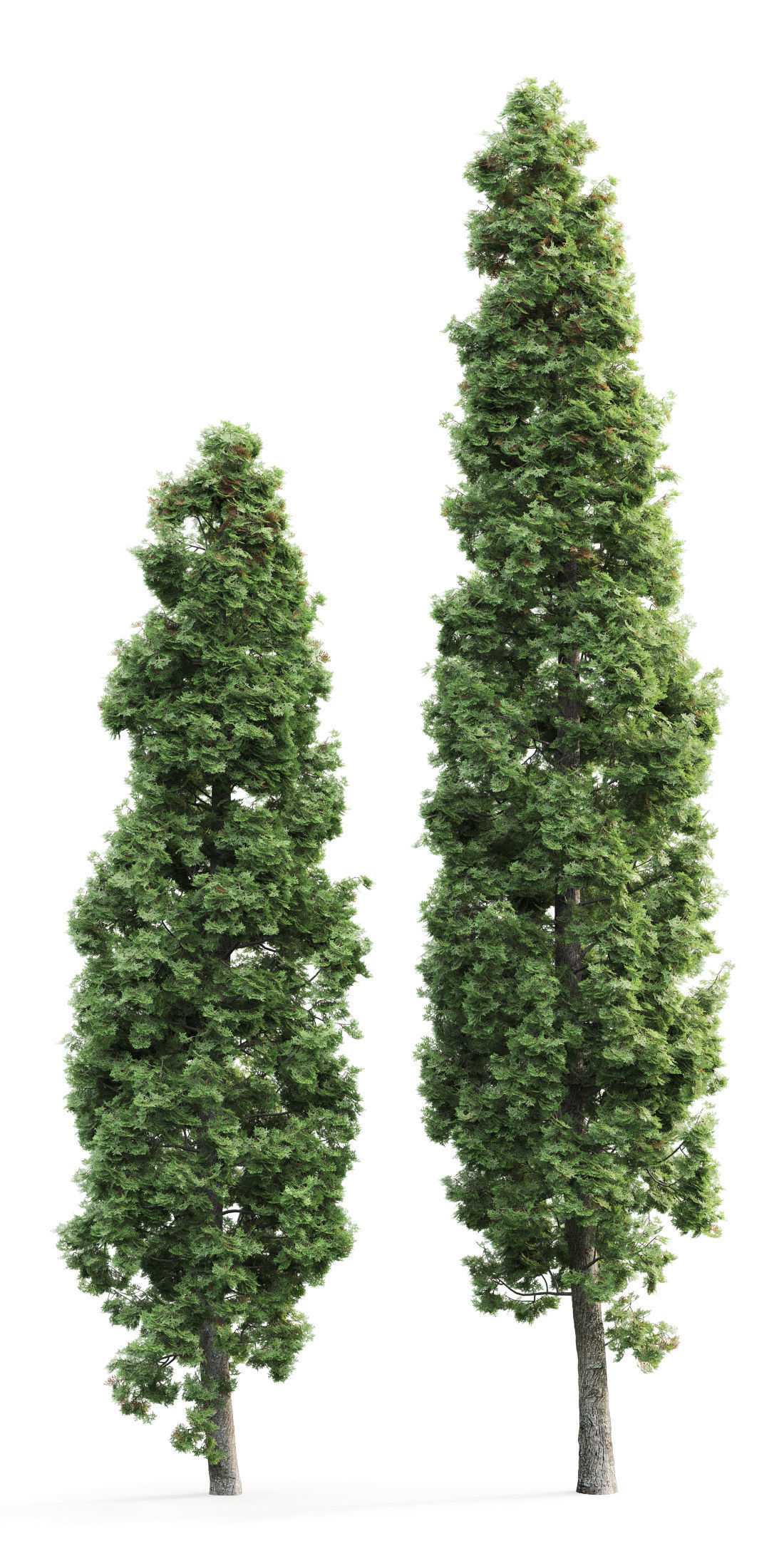 Thuja 02 3D model_2