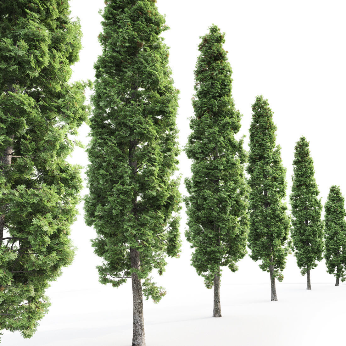 Thuja 02 3D model_1