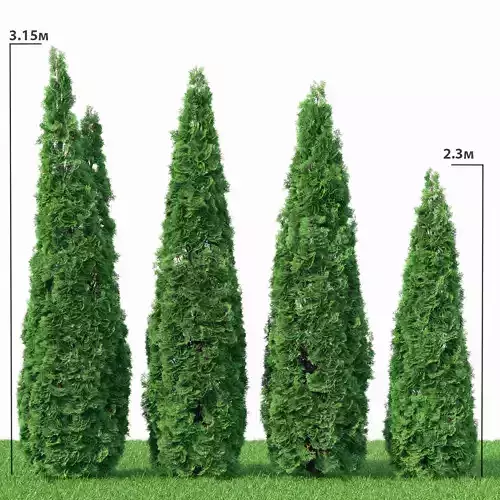 Thuja Smaragd 02 3D model
