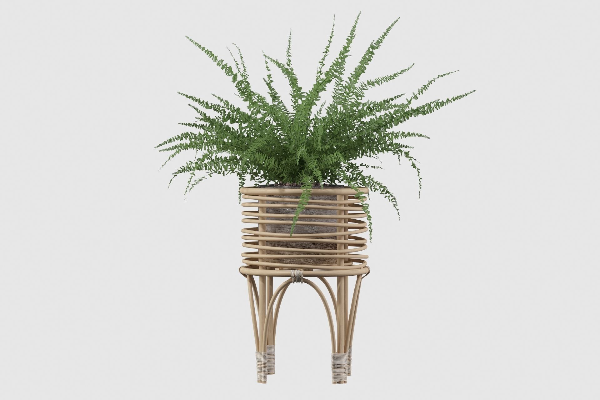 Fern in rattan stand 3D model_8