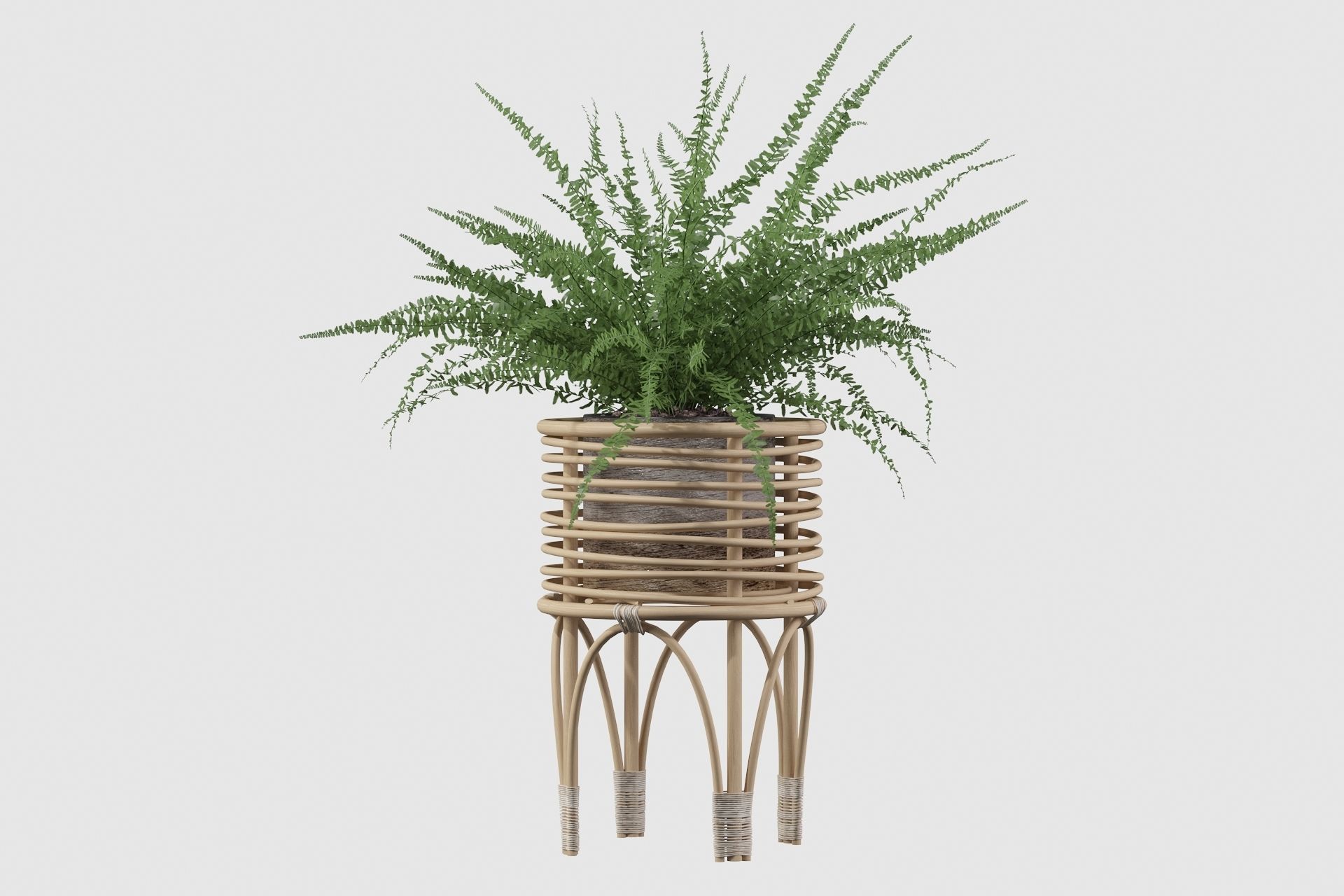 Fern in rattan stand 3D model_29