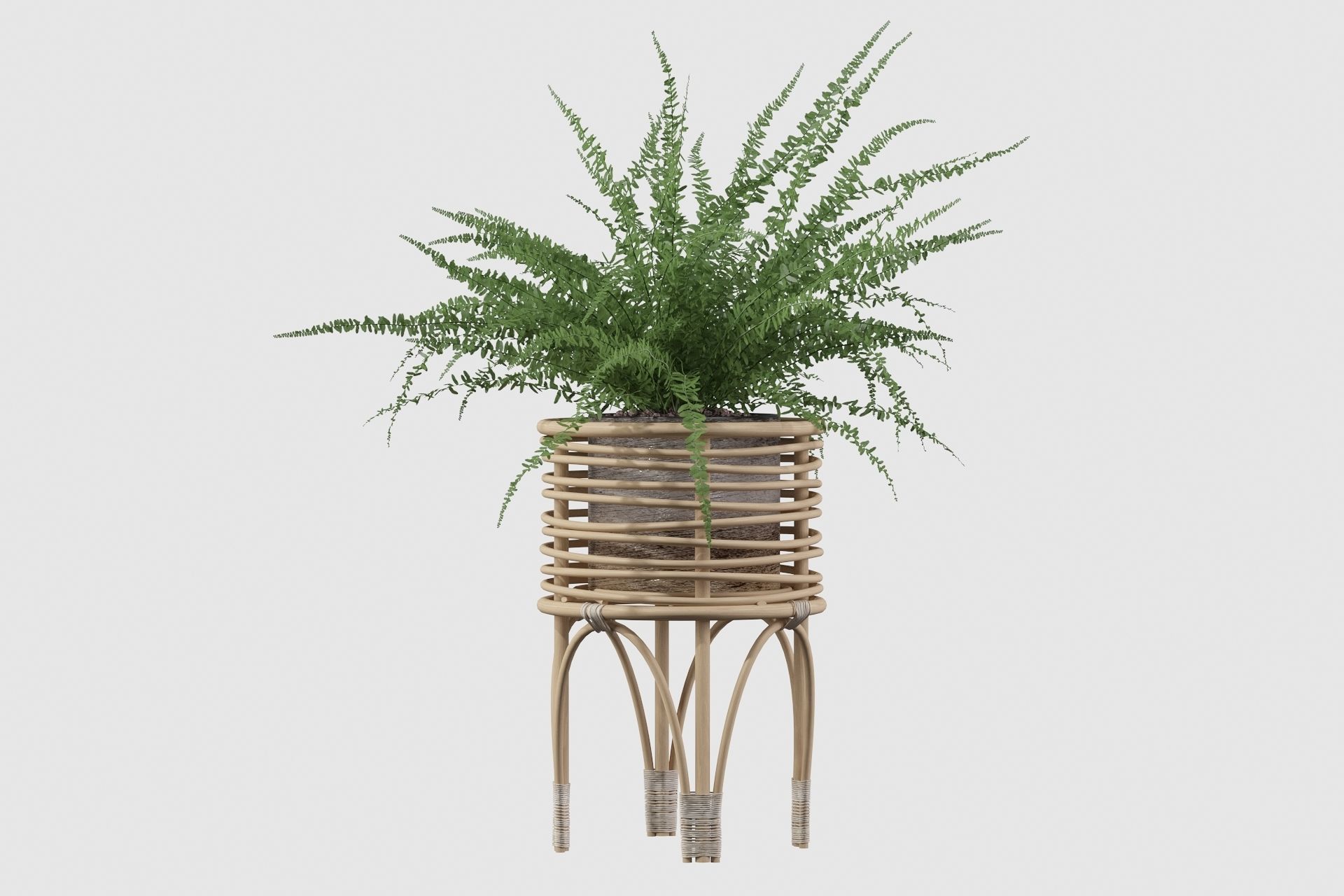 Fern in rattan stand 3D model_26